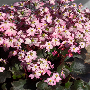 Saxifraga 'Dancing Pixies Tilda'